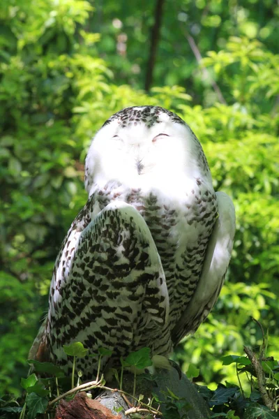 Snowy Owl (Bubo Scandiacus) — Stock Photo, Image