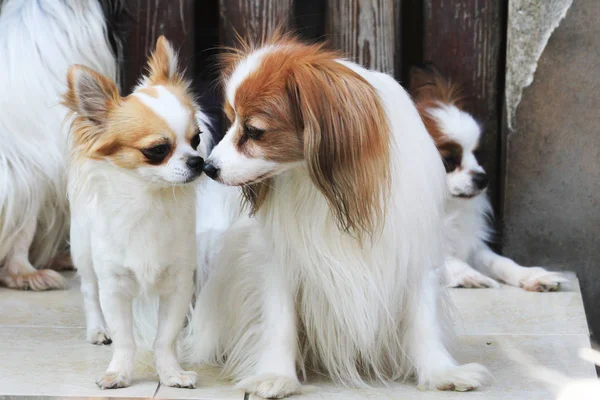 Papillon et chihuahua comme meilleurs amis — Photo