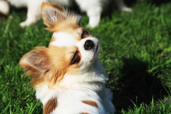 Jovem chihuahua na grama — Fotografia de Stock