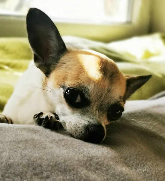 Tête de mon doux chihuahua Masa — Photo