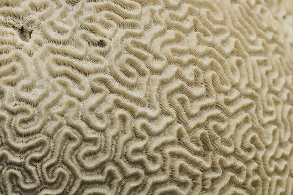 古いサンゴの化石の質感 — ストック写真