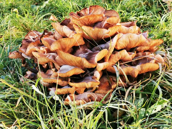 Mel cogumelos no jardim — Fotografia de Stock