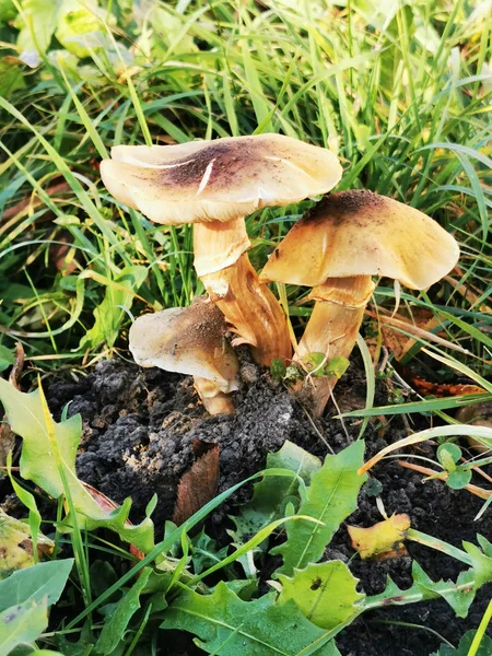 Mel cogumelos no jardim — Fotografia de Stock