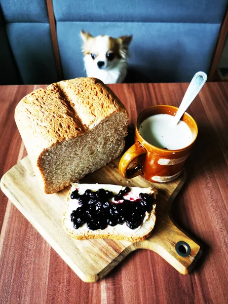 Pão doce e chihuahua — Fotografia de Stock