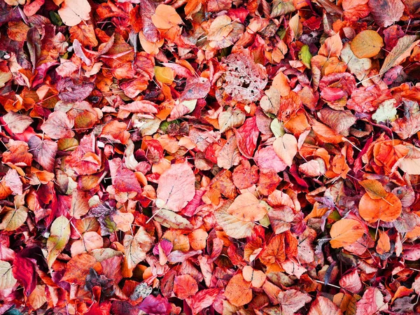 가을 잎 은태 양에 있다 — 스톡 사진
