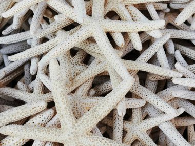 deniz yıldızı koleksiyonu dokusu