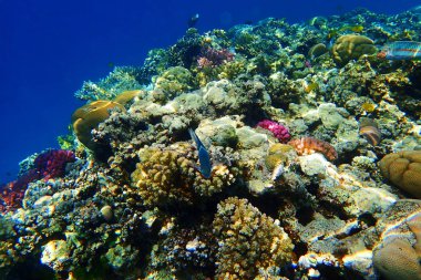 Mısır'daki mercan resifi