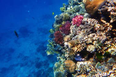 Mısır'daki mercan resifi