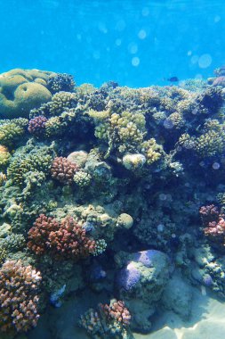 Mısır'daki mercan resifi