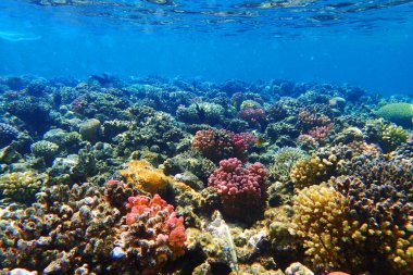 Mısır'daki mercan resifi