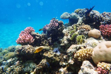 Mısır'daki mercan resifi