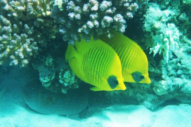 Kızıl Deniz balıkları 