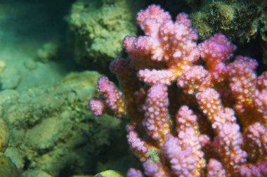 detail of coral in the Egypt