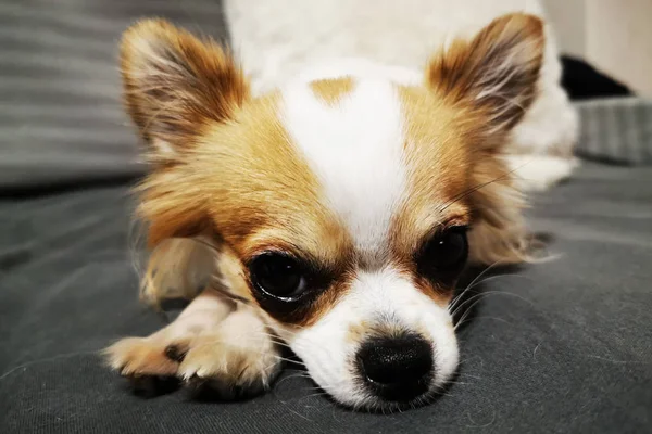 Chihuahua είναι ανάπαυση — Φωτογραφία Αρχείου