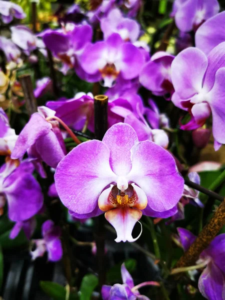 Fiori freschi del orchid — Foto Stock