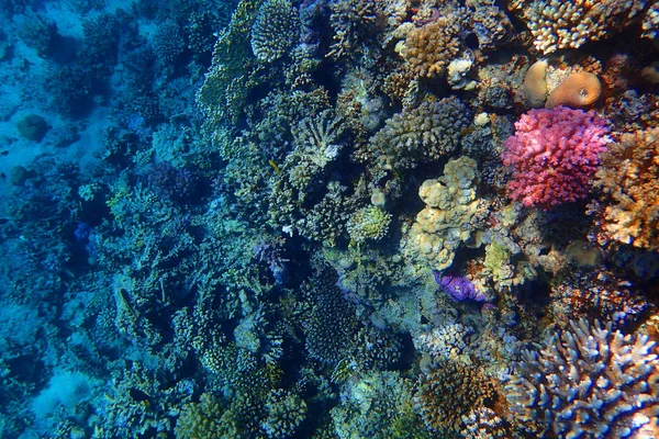 Arrecife de coral en Egipto —  Fotos de Stock
