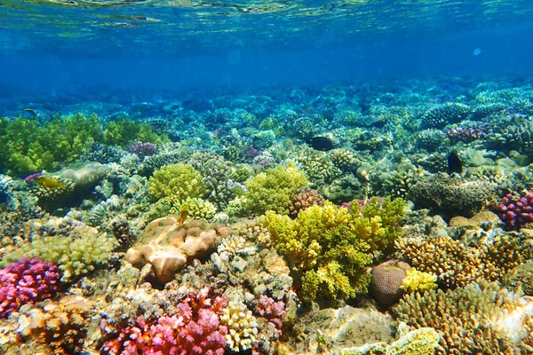 Arrecife de coral en Egipto — Foto de Stock