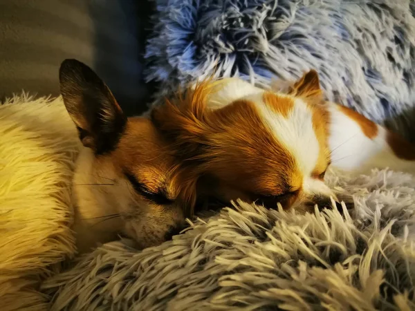 Chihuahua köpek dinlenme — Stok fotoğraf