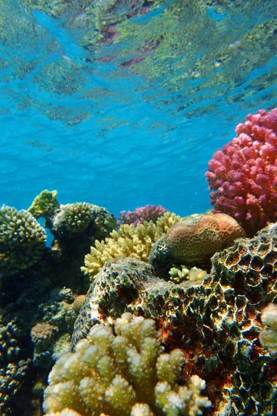Коралловый риф в красном море — стоковое фото