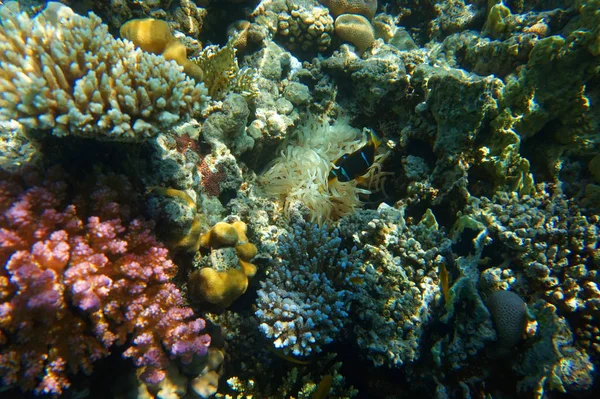 Arrecife de coral en el mar rojo — Foto de Stock