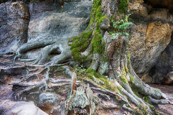 Старый буковый лес
