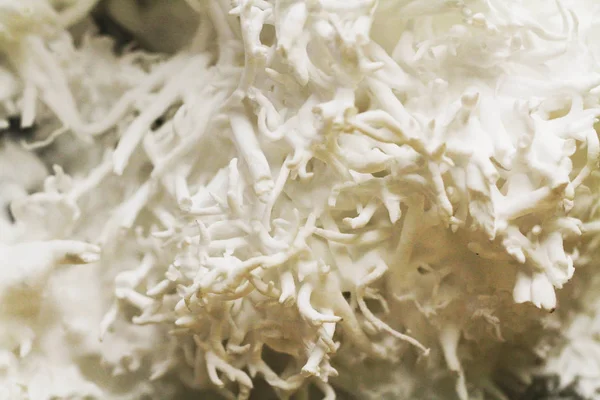 Білий арагонський мінерал — стокове фото