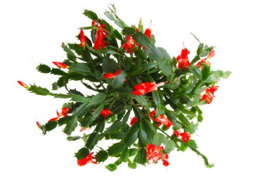 Noel kaktüsü beyaz arka planda izole edilmiş.