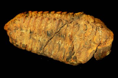 Siyah arkaplanda izole edilmiş eski trilobit