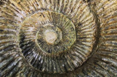 Ammonit fosil doku çok güzel doğal arka plan olarak