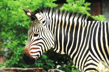 zebra hayvan bahçede dinleniyor