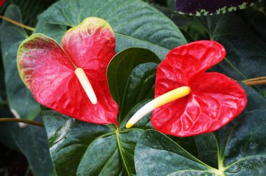 kırmızı anthurium çiçekleri çok güzel bir arka plan.