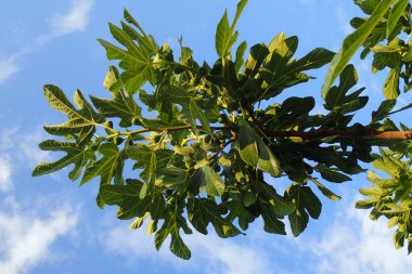 Meyveli incir ağacı ve mavi gökyüzü