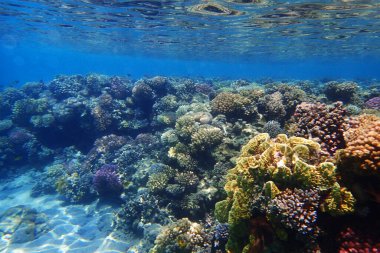 Kızıl Deniz 'deki mercan kayalıkları güzel bir doğal okyanus arka planıdır.