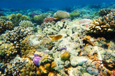Kızıl Deniz 'deki mercan kayalıkları güzel bir doğal okyanus arka planıdır.