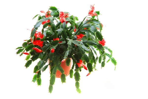 Christmas Cactus Isolated White Background — Stock Photo, Image