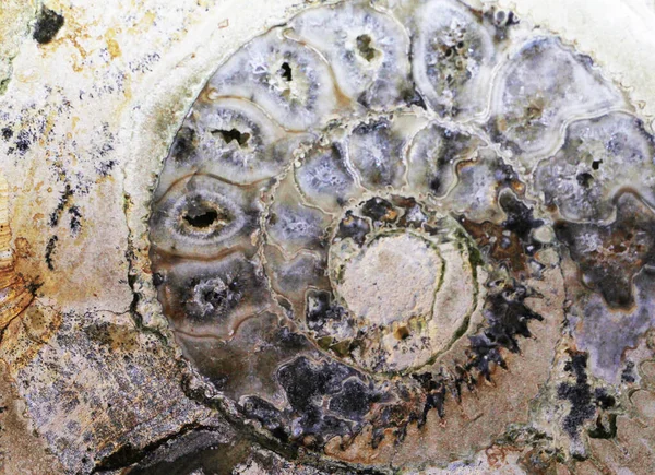 Ammonite Fosilní Textury Jako Velmi Pěkné Přírodní Pozadí — Stock fotografie