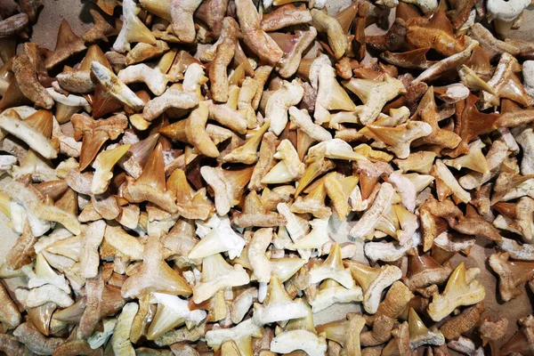 shark teeth collection as very nice natural background