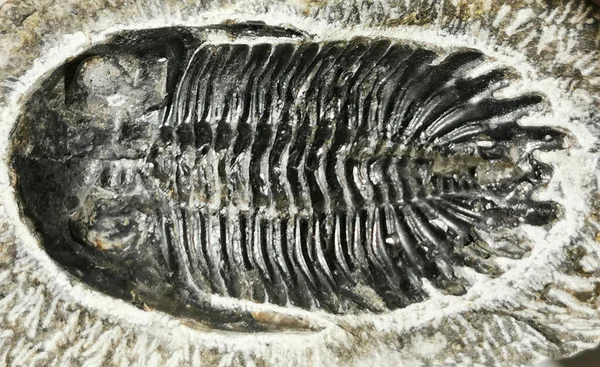 Alter Trilobit Isoliert Auf Grauem Hintergrund — Stockfoto