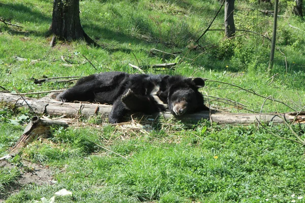 Asiatic Black Bear Ursus Thibetanus Odpoczywa Trawie — Zdjęcie stockowe