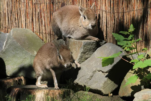 Chacoan Mara Vilar Zoo — Stockfoto