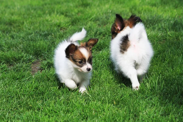 Pappilon Pupies Play Green Grass — Stock Photo, Image