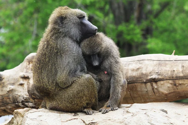 Giovane Coppia Babbuino Come Due Amanti Scimmia — Foto Stock