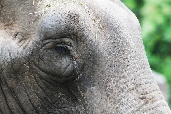 Elefante Pequeño África Como Uno Los Animales Más Grandes — Foto de Stock