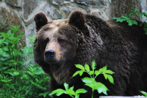 Portret Niedźwiedzia Zielonej Naturze — Zdjęcie stockowe