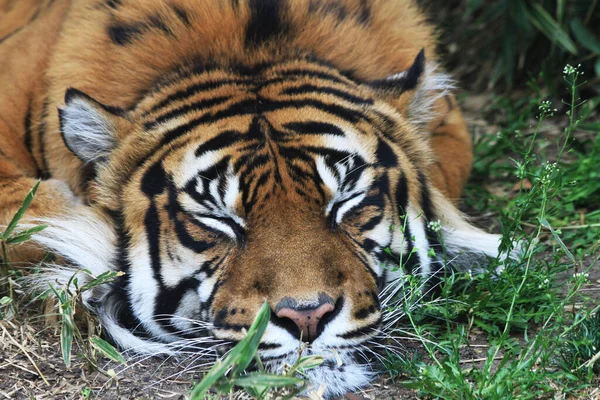 Μεγάλη Τίγρη Αναπαύεται Στο Πράσινο Γρασίδι — Φωτογραφία Αρχείου