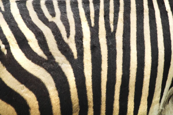 Textur Der Zebrahaut Als Sehr Schöner Hintergrund — Stockfoto