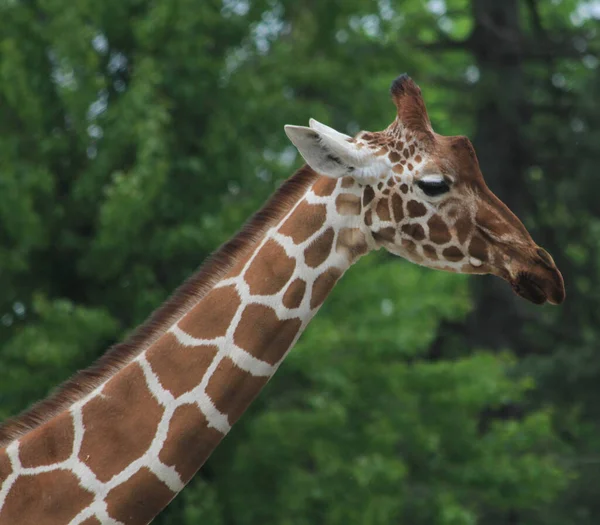 アフリカの動物の例として長い首を持つキリンの頭 — ストック写真