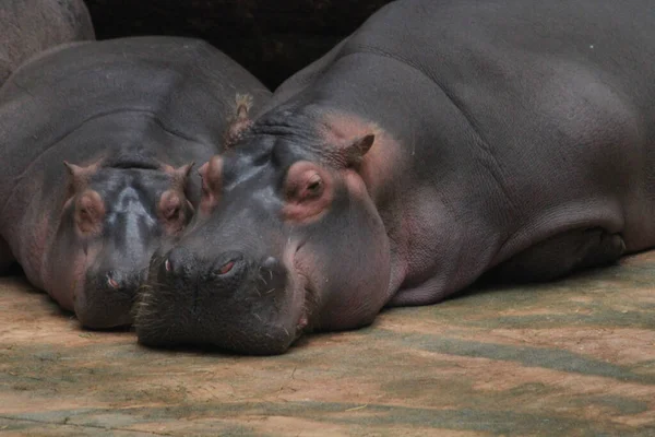 Dois Animais Hipopótamos Estão Descansando Sua Praia — Fotografia de Stock