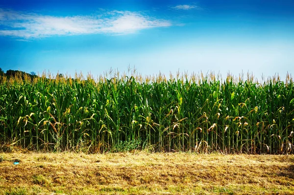 Maize Field Czech Republic Very Nice Natural Background — Stock Photo, Image