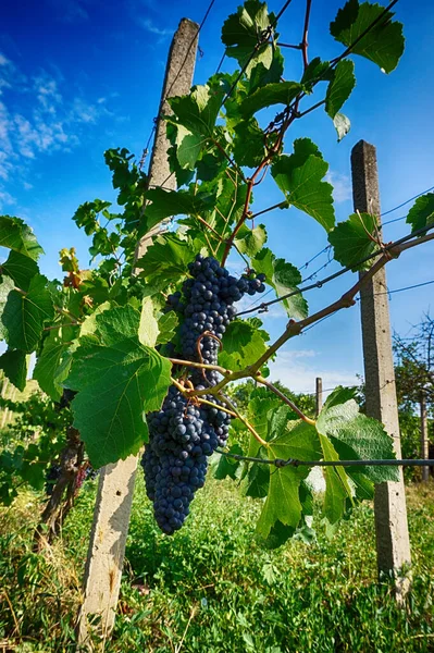 Viñedos Checos Moravia Como Fondo Muy Agradable — Foto de Stock